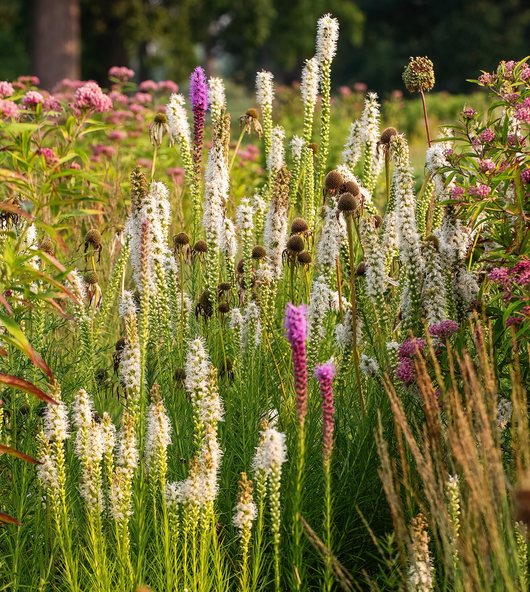 Liatris spicata alba